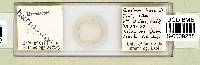 Mesobiotus harmsworthi image