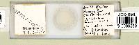 Mesobiotus harmsworthi image