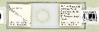 Mesobiotus harmsworthi image