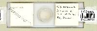 Mesobiotus harmsworthi image