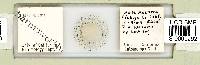 Mesobiotus harmsworthi image