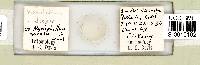 Dactylobiotus dispar image