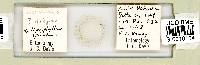 Dactylobiotus dispar image