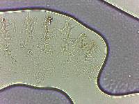 Calohypsibius ornatus image