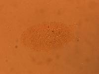 Echiniscus africanus image