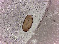 Thumbnail image of current specimen