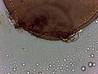 Thumbnail image of current specimen