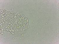 Calohypsibius ornatus image