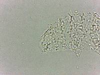 Calohypsibius ornatus image