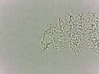 Calohypsibius ornatus image