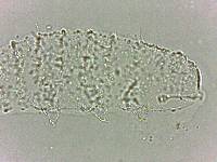 Calohypsibius ornatus image