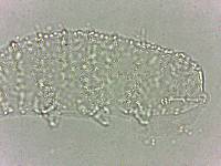Calohypsibius ornatus image