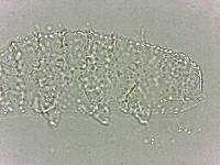 Calohypsibius ornatus image