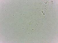 Calohypsibius ornatus image