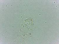 Calohypsibius ornatus image