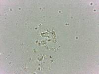 Calohypsibius ornatus image