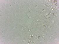 Calohypsibius ornatus image
