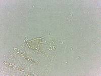 Calohypsibius ornatus image
