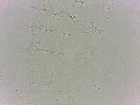 Calohypsibius ornatus image