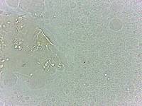 Calohypsibius ornatus image