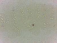 Calohypsibius ornatus image