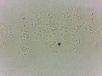 Calohypsibius ornatus image