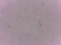 Calohypsibius ornatus image