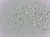 Calohypsibius ornatus image