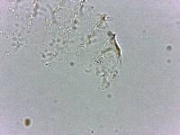 Calohypsibius ornatus image
