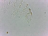 Calohypsibius ornatus image