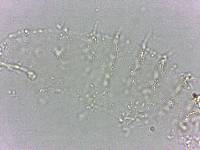 Calohypsibius ornatus image