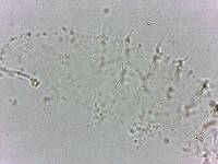 Calohypsibius ornatus image