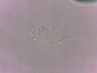 Calohypsibius ornatus image
