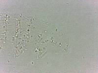 Calohypsibius ornatus image