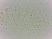 Calohypsibius ornatus image