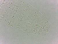 Calohypsibius ornatus image