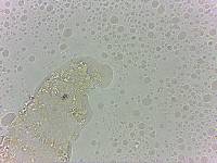 Calohypsibius ornatus image