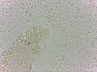Calohypsibius ornatus image