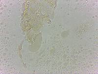 Calohypsibius ornatus image