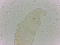 Calohypsibius ornatus image