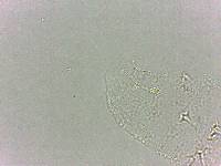 Calohypsibius ornatus image