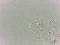 Calohypsibius ornatus image