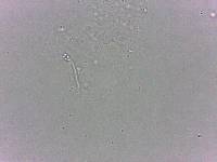 Calohypsibius ornatus image