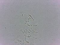 Calohypsibius ornatus image