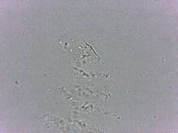 Calohypsibius ornatus image