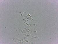 Calohypsibius ornatus image