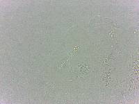 Calohypsibius ornatus image