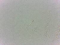 Calohypsibius ornatus image
