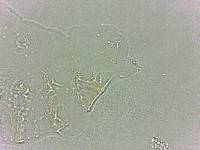 Calohypsibius ornatus image