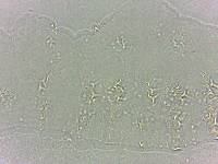 Calohypsibius ornatus image